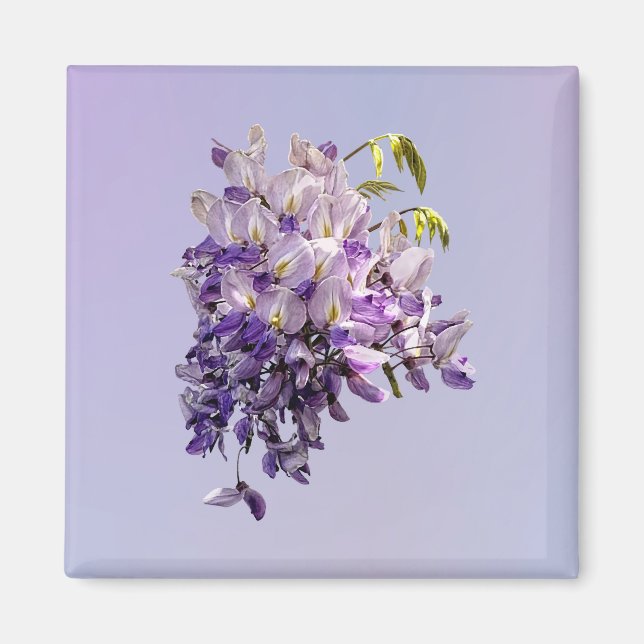 Delicate Wisteria Magnet (Front)