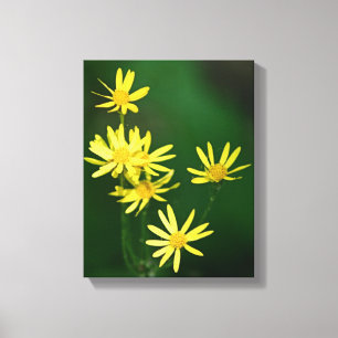 Delicate Yellow Daisy Wildflowers Canvas Print