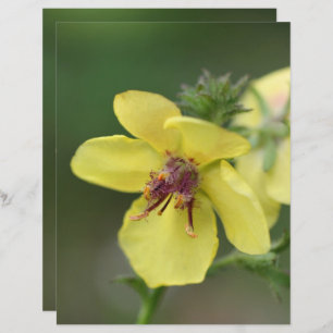 Delicate Yellow Flower Close Up Scrapbook