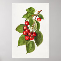 Delicious Red Cherries Fruit Watercolor Painting