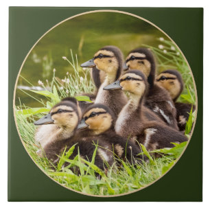 Delightful Ducklings Tile