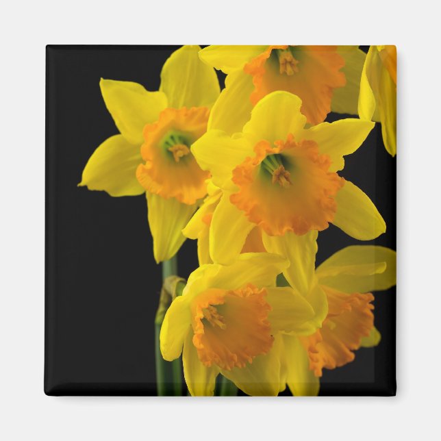 Delightful Yellow and Orange Daffodils Magnet (Front)