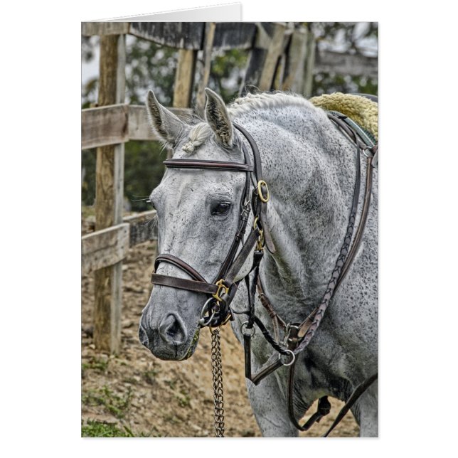 Délivrance de cheval (Devant)