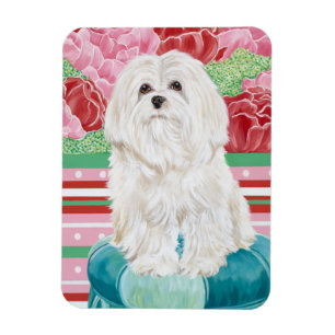 Della Rose Maltese Magnet