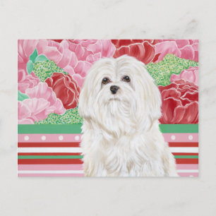 Della Rose Maltese Postcard