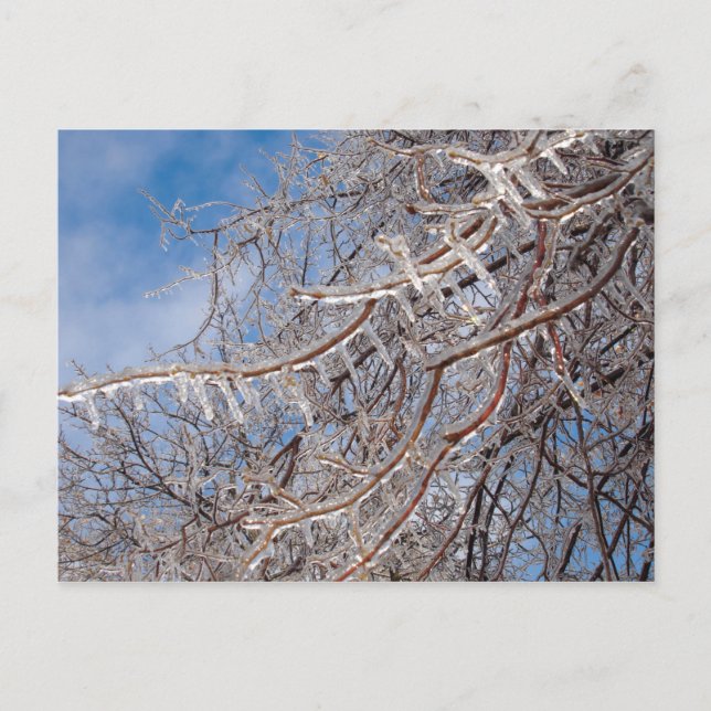 Delmar Loop in December Postcard (Front)