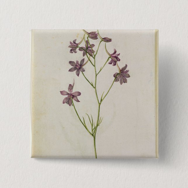 Delphinium ajacis, c.1568 2 inch square button (Front)