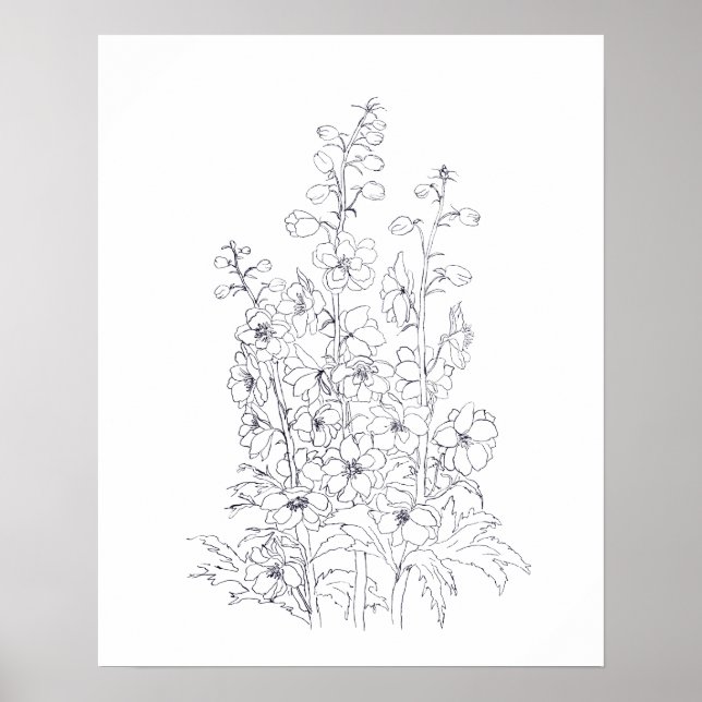delphinium  larkspur flower drawing  poster (Front)