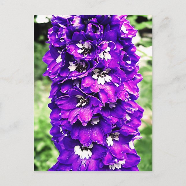 Delphinium Postcard (Front)