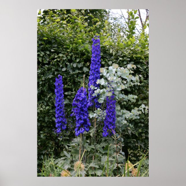 Delphinium Poster (Front)