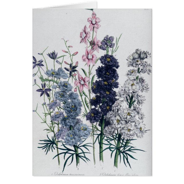 Delphiniums, from 'The Ladies' Flower Garden' (Front)