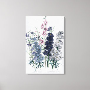 Delphiniums, from 'The Ladies' Flower Garden' Canvas Print