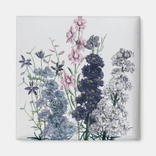 Delphiniums, from 'The Ladies' Flower Garden' Magnet
