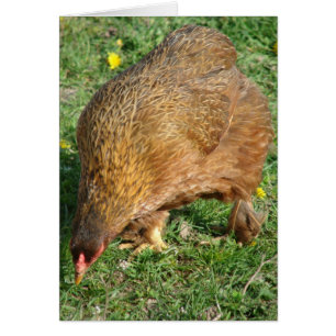 Démarre le Hen