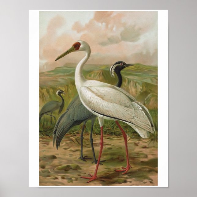 Demoiselle and Siberian Cranes Vintage Bird Poster (Front)