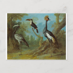 Demoiselle Crane, Toucan, and Tufted Crane Postcard