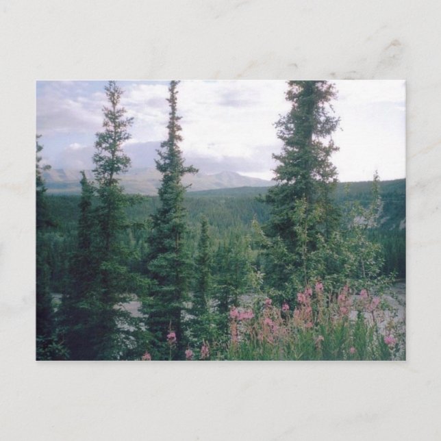 Denali, Alaska Postcard (Front)