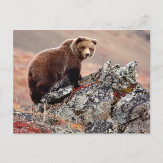 Denali Brown Bear Postcard (Front)