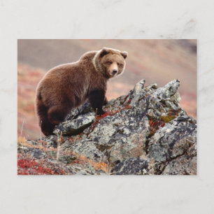 Denali Brown Bear Postcard