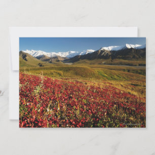 Denali National Park