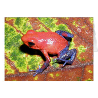 Dendrobates pumilio - Strawberry Poison Dart Frog