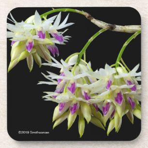 Dendrobium Amethystoglossum Coaster