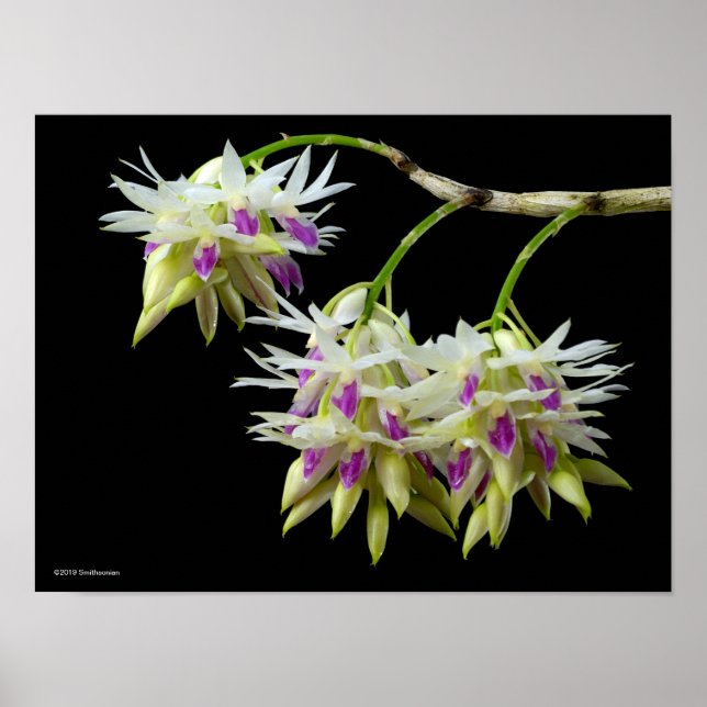 Dendrobium Amethystoglossum Poster (Front)