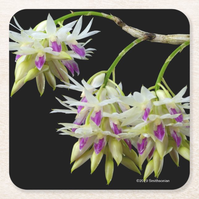 Dendrobium Amethystoglossum Square Paper Coaster (Front)
