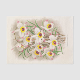 Dendrobium Falconeri (Orchid) by Jean Jules Linden Tissue Paper