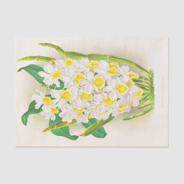 Dendrobium Galliceanum (Orchid) by Jean Linden Tissue Paper (Front)