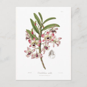 Dendrobium nobile postcard