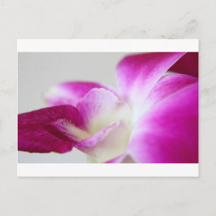 Dendrobium Orchid Postcard