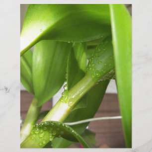 Dendrobium Orchid stems closeup