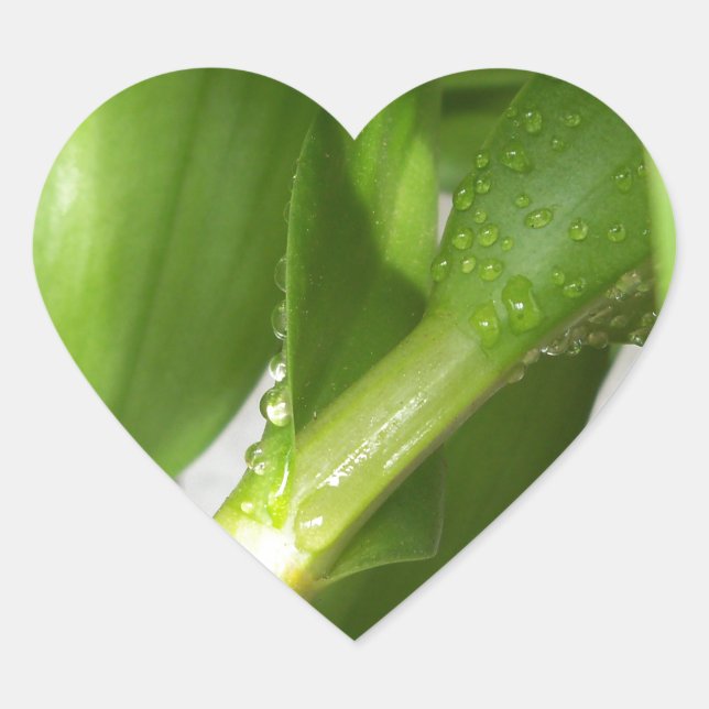 Dendrobium Orchid stems closeup Heart Sticker (Front)