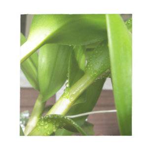 Dendrobium Orchid stems closeup Notepad