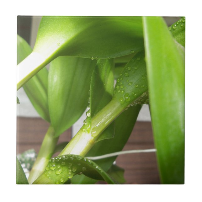 Dendrobium Orchid stems closeup Tile (Front)