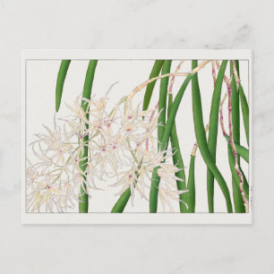 Dendrobium teretifolium by Tanigami Konan Postcard