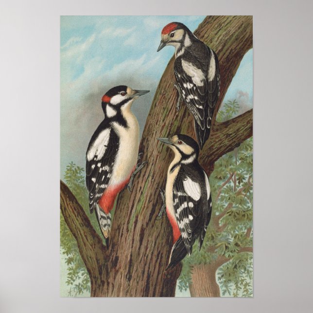 Dendrocopus major by Johann Friedrich Naumann Poster (Front)