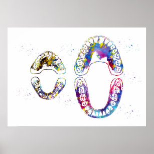 Dental Arch of Child and Adult  Poster