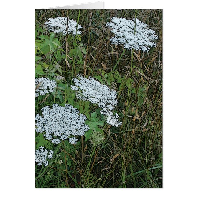 Dentelle blanche de la Reine Anne Fleur sauvage (Devant)