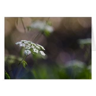 Dentelle de fin d'été