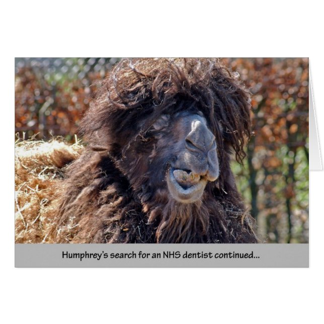 Dentiste de chameau (Devant horizontal)