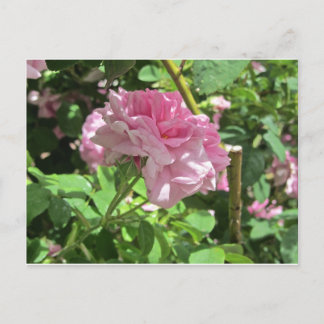 Denver Botanical Gardens Collection Postcard