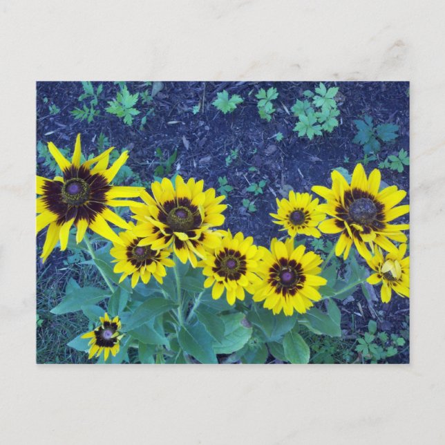 Denver daisies postcard (Front)