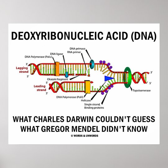 Example of dna deoxyribonucleic acid picture