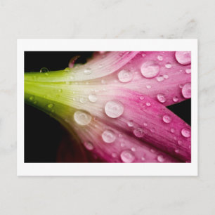 departing weighs postcard