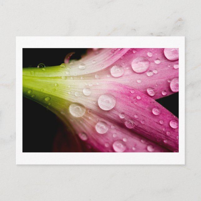 departing weighs postcard (Front)