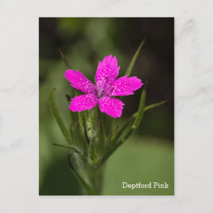 Deptford Pink Nom du Fleur sauvage Floral Carte po