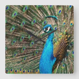 Der blaue Pfau Square Wall Clock
