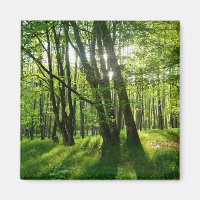 Der Wald im Frühling